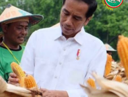 Langkah Jenius Jokowi, Teken Perpres Cadangan Pangan